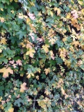 Autumn Field Maple Hedgerow. Acer campestre. www.buckinghamvintage.co.uk