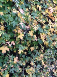 Autumn Field Maple Hedgerow. Acer campestre. www.buckinghamvintage.co.uk